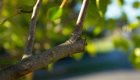 Types of Pruning Cuts - The Complete Pruning Guide