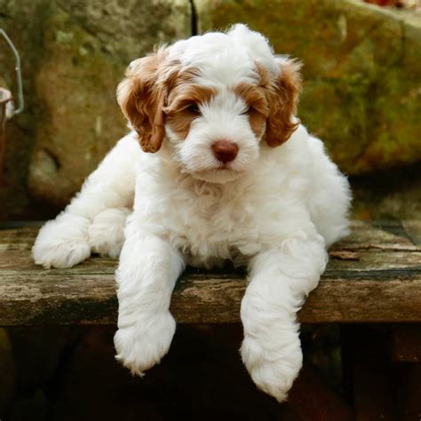 Red Mini Australian Labradoodle