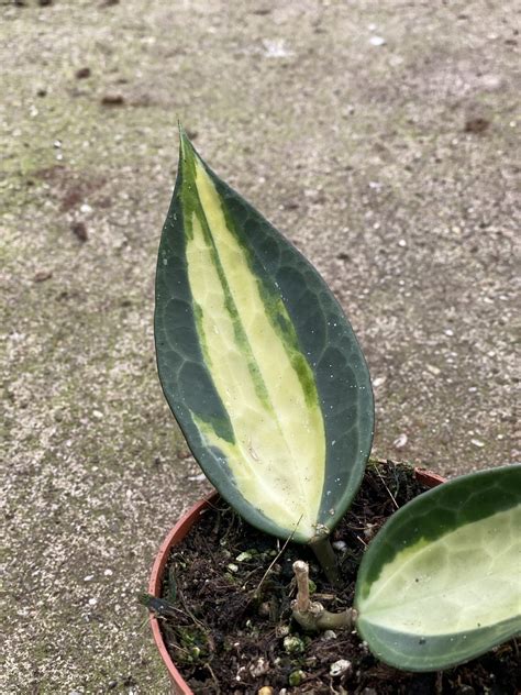 Hoya Macrophylla Pot Of Gold Growjungle