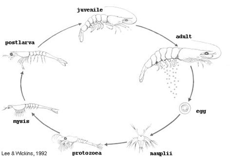 Brine Shrimp Life Cycle Stages