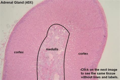 Adrenal Gland Histology Labeled