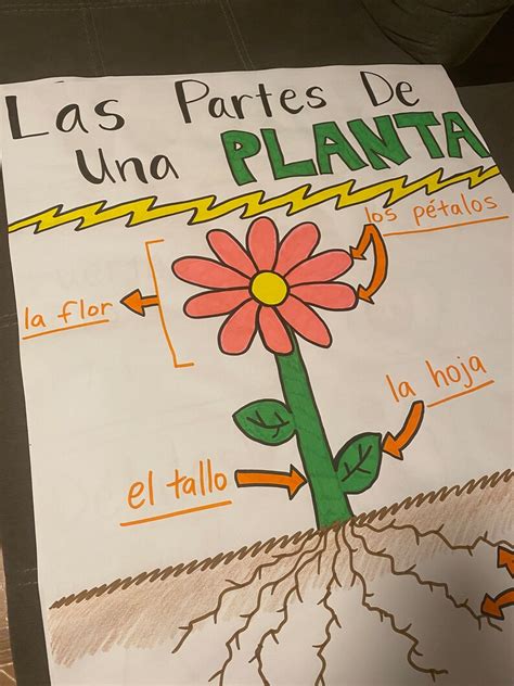 Las Partes De Una Planta Anchor Chart Parts Of A Plant Anchor Chart Etsy Hong Kong