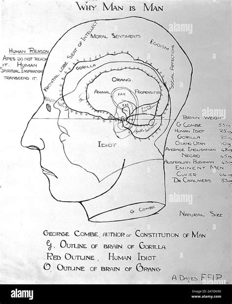 phrenology diagram brain  res stock photography  images alamy