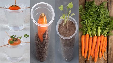 Growing Carrots From Discarded Stems Super Fast Efficient High Yield