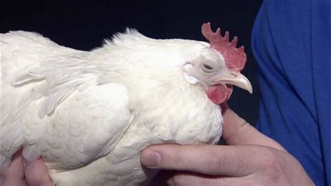 Chicken Showmanship 4 H