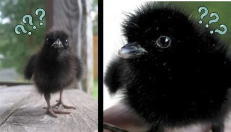 What Do Baby Crows Look Like Gulo In Nature