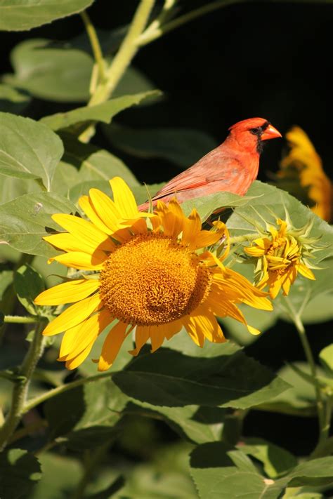 Male cardinal on sunflower. | Flower photos, Mother in heaven, Sunflower