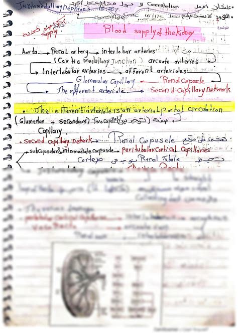 Solution Histology Urinary System Studypool