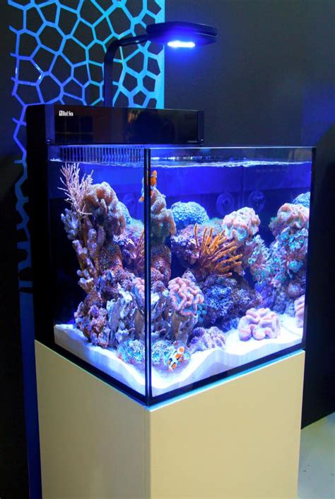 Nano Aquarium Kopen Sauerstoffmangel Aquarium