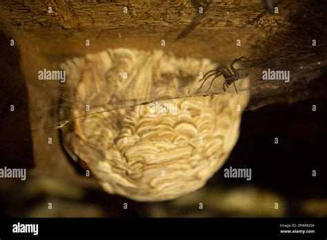 Large Wasp Nest In Attic With Large Spider In Web Waiting To Prey On