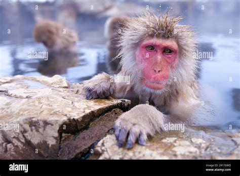 Japanese Macaques Enjoying Hot Spring Bath Stock Photo Alamy