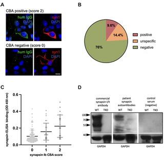 Phenotype of children of mothers tested for SYN1 autoantibodies ...