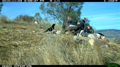 Saving the California condor with citizen science | Conserve