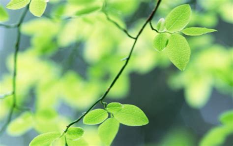 Wallpaper Sunlight Leaves Branch Green Summer Leaf Flower