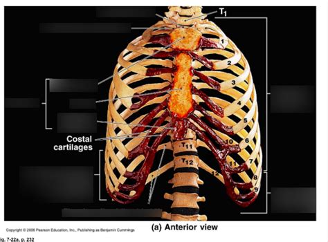 THORACIC CAGE ANTERIOR VIEW Diagram Quizlet