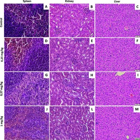 Histopathological Analysis 14 Days After Acute Treatment With