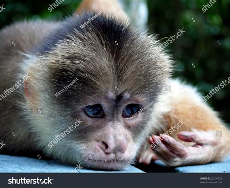 Thinking Monkey Stock Photo 22104724 Shutterstock