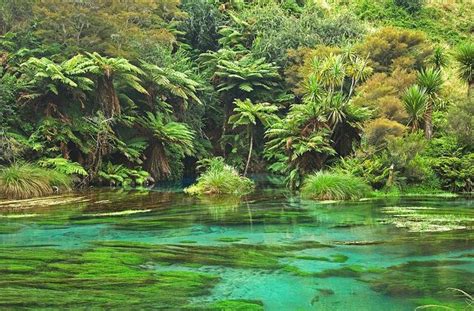 The Blue Spring Te Waihou Walkway North Island New Zealand Scenery