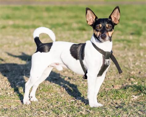 Rat Terrier Dog Breed Information And Characteristics