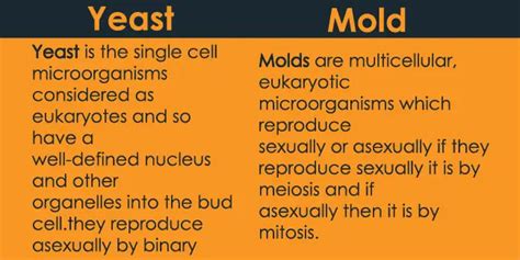 Mold types or examples - 24 Hours Of Biology