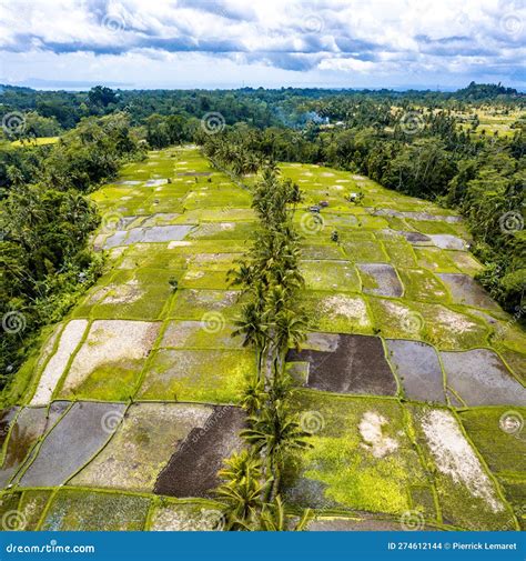 Aerial View Of Desa Mancingan Rice Field In Gianyar Regency Bali