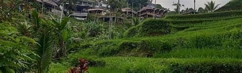 Tegallalang Rice Terrace Kedisan Loop 11 Reviews Map Bali