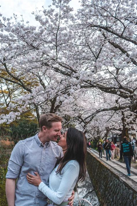 Best cherry Blossom spots in Kyoto – Travelento