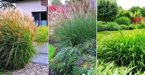 14 Terrific Tall Ornamental Grasses And Grass-Like Plants For Privacy