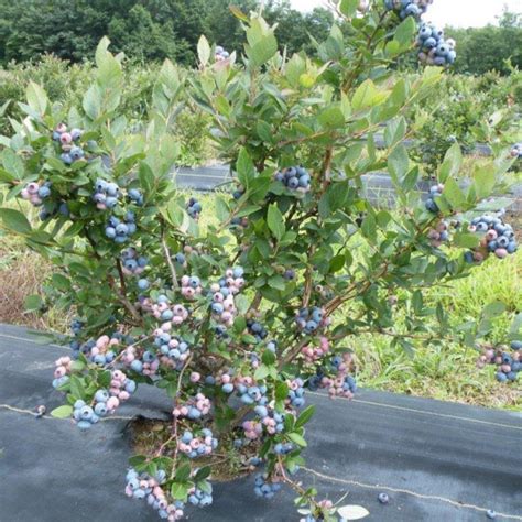 Aurora Blueberries Hartmanns Plant Company Wholesale Store