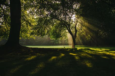 Wallpaper Sunlight Trees Landscape Forest Sunset Nature Grass