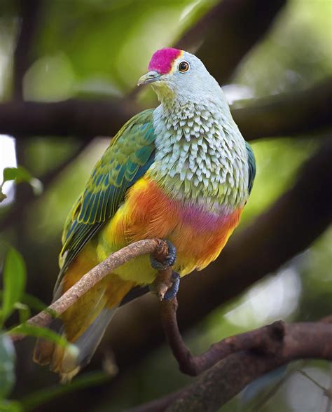 Rose-crowned Fruit-dove Australia Photograph by Martin Willis