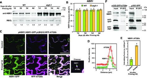 Nbr1 Associates With Autophagy During The Hs Memory A Results Of