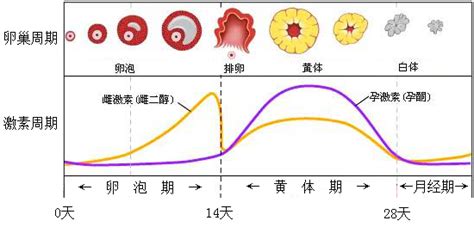 排卵期分泌物多是为什么？ 知乎