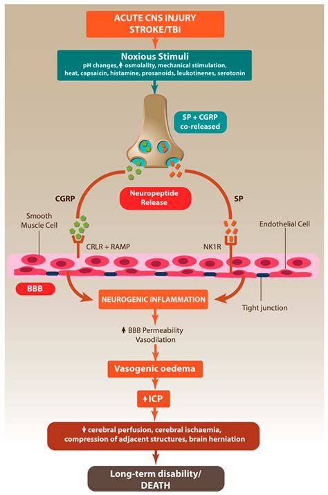 Ijms Free Full Text The Role Of Neurogenic Inflammation In Blood