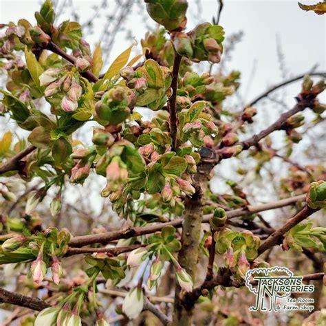 Buy Prunus Shirotae Japanese Flowering Cherry In The Uk