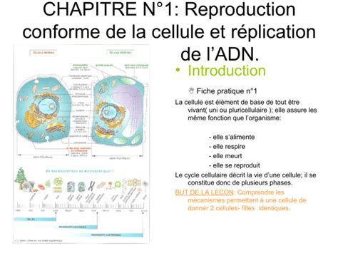 Chapitre N Reproduction Conforme De La Cellule Et R Plication