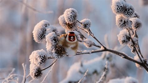 Download Wallpaper 1600x900 Winter, snow, twigs, bird HD Background