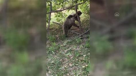 Tele takılarak yaralanan ayı tedavisinin ardından doğaya salındı