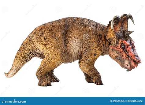 Pachyrhinosaurus Dinosaur On White Background Stock Photo Image Of