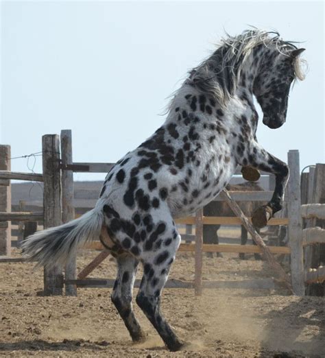 zabaikal stallion | Animaux