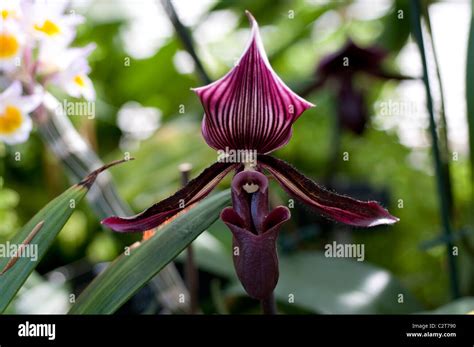 Orchid Paphiopedilum Maudiae Black Jack Stock Photo Alamy