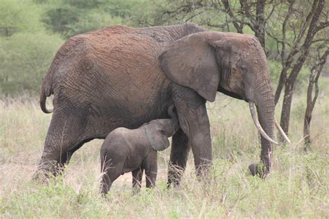 Tanzania Midrange Safari Packages Kichereko Safaris