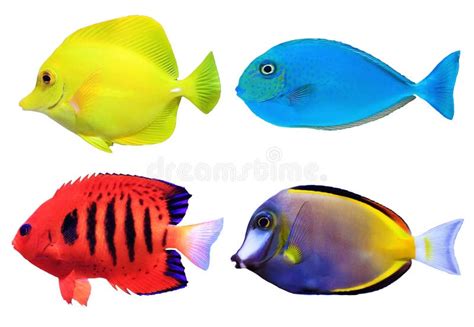 Satz Tropische Fische Stockfoto Bild Von Fische Ozean 39535818