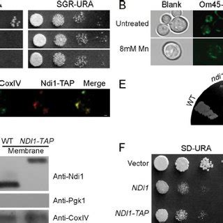 Ndi1 Translocates From Mitochondria To Cytoplasm During Apoptosis