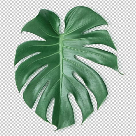 Green Monstera Leaf On Isolated Transparency Tropical Leaves Premium