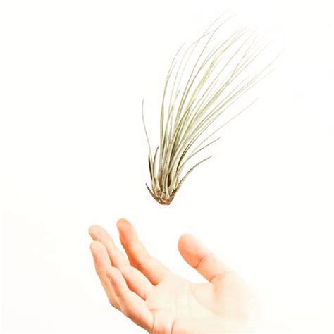 Meine Liebe Juncea Juncea Tillandsien Tillandsias Tillandsiajuncea