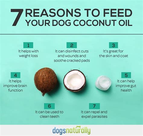 Top 7 Reasons To Use Coconut Oil For Dogs Spoons Pet Coconut Oil