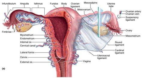 Female Reproductive System Diagram Quizlet