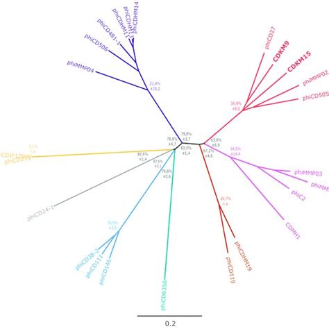 Maximum Likelihood Phylogenetic Analysis Of C Difficile Phage