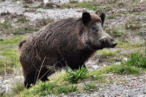 Peste Suina Coldiretti Lancia L Allarme Subito Indennizzi Per Le